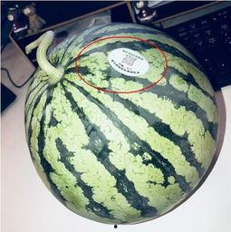 鞍山网红吃瓜,揭秘幕后故事与热门话题