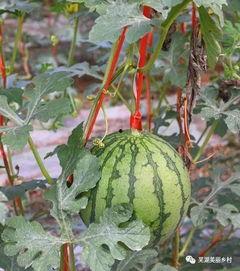 福利吃瓜网红,揭秘网红圈内的福利生活与娱乐八卦