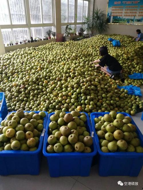 今年网红梨,甜蜜新宠，时尚生活新潮流