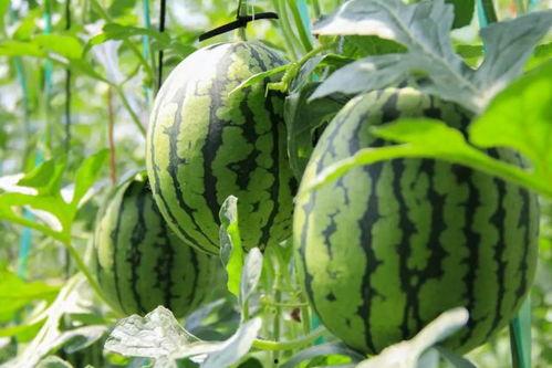 夏至吃瓜群众介绍,吃瓜群众的夏日盛宴