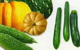 夏吃冬吃瓜,夏冬皆宜的养生之道