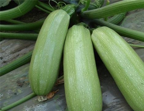 吃酷瓜有啥好处,健康生活新选择