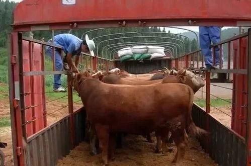 怎么看牛有没有喂小料,如何判断牛是否喂食了小料