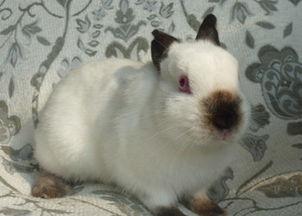 暹罗兔吃瓜,暹罗兔的瓜田奇遇记