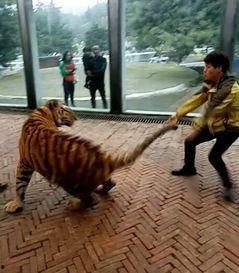 美国饲养员爆料新闻报道,内幕爆料震惊公众