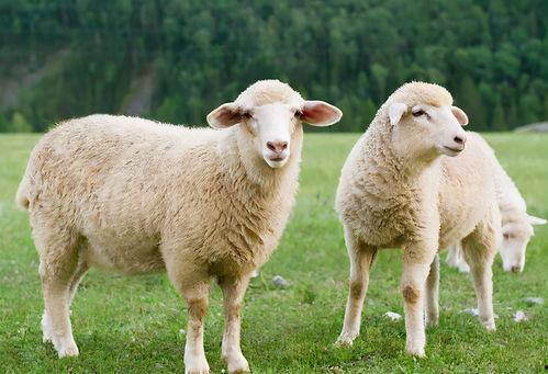 羊羊吃瓜往事,一段温馨的童年回忆