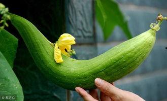 带你吃瓜鸡的品种,揭秘独特品种的趣味生活