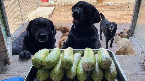 狗子吃角瓜鸡蛋