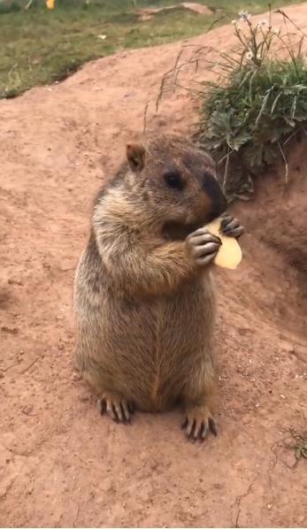 树底吃瓜的土拨鼠,土拨鼠的悠闲夏日时光
