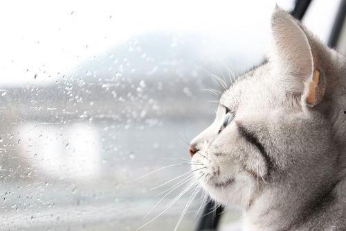 猫还会吃梨瓜,梨瓜成为新宠