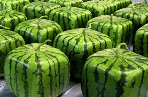 想吹风想自由吃瓜,畅享瓜界盛宴