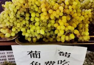 鄯善吃葡萄哈密瓜,新疆甜蜜之旅的味蕾盛宴