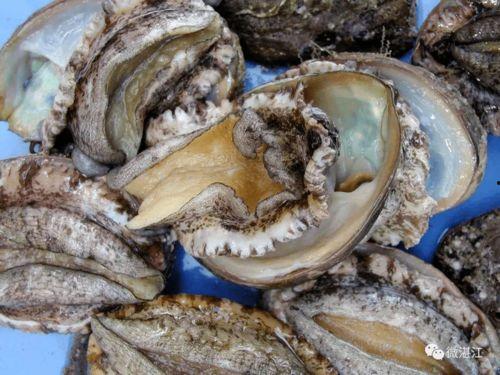 香港明星炖鲍鱼视频,奢华美食制作过程大揭秘