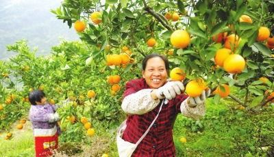 邻水县脐橙镇新闻头条,丰收季里的甜蜜故事，脐橙产业助力乡村振兴