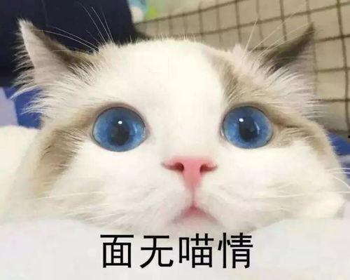 头条宠物明星吸猫事件,吸猫成瘾！头条宠物明星引发网友热议