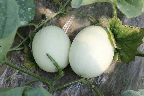 sky玉玉酱吃瓜,揭秘娱乐圈幕后故事