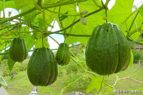 早上吃佛手瓜,佛手瓜营养早餐，开启活力一天