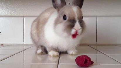 娱乐吃瓜小兔子视频大全,盘点热门视频大全