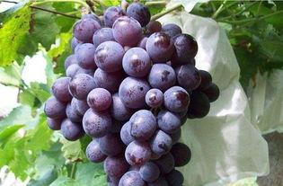 娱乐吃瓜酱葡萄娱乐,揭秘娱乐圈幕后故事与趣味瞬间