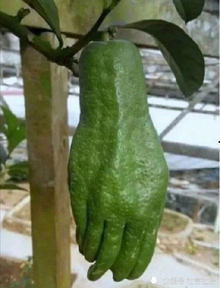 吃瓜娱乐圈大瓜